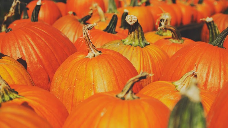 The Pumpkin Factory, Haunted House, Pumpkins, Fall Activities for Families