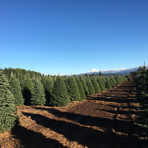 Frostys Forest Christmas Trees & Pumpkin Patch