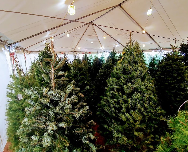 Valley View Christmas Trees