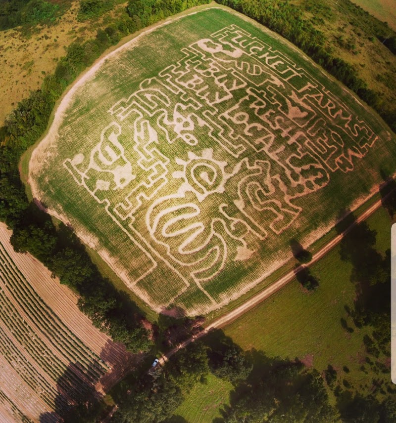 Luckett Farms Corn Maze at Rosedown Plantation