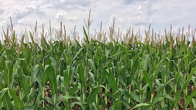 Twin Falls Corn Maze