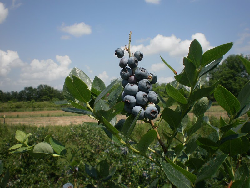Lyrenes Blueberry Farm