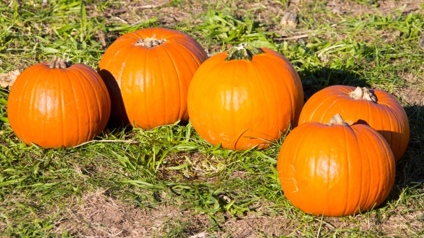 Pumpkin Patch Products